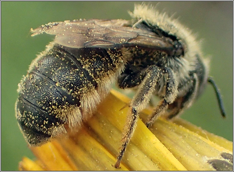 Osmia spinulosa, Spined Mason Bee