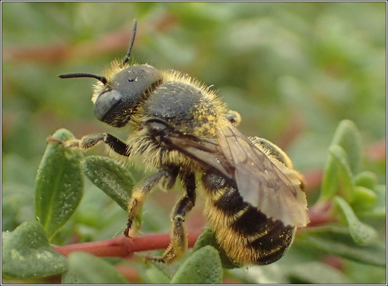 Osmia spinulosa, Spined Mason Bee