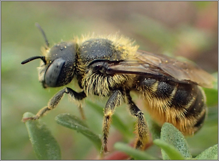 Osmia spinulosa, Spined Mason Bee