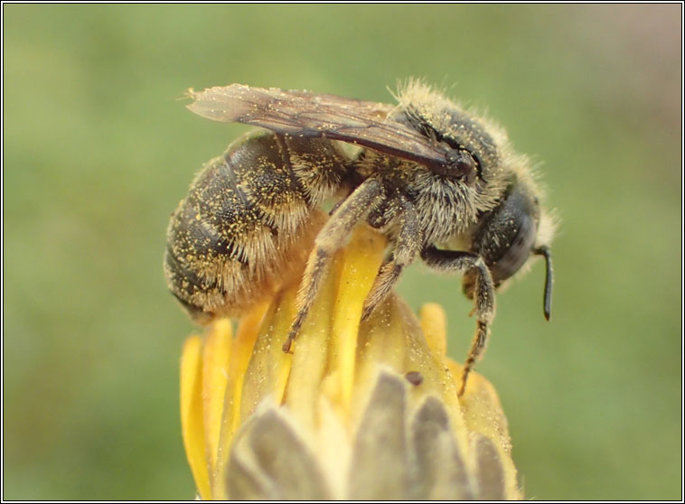 Osmia spinulosa, Spined Mason Bee