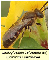 Lasioglossum calceatum, Common Furrow-bee