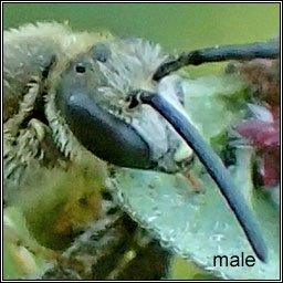 Lasioglossum calceatum, Common Furrow-bee