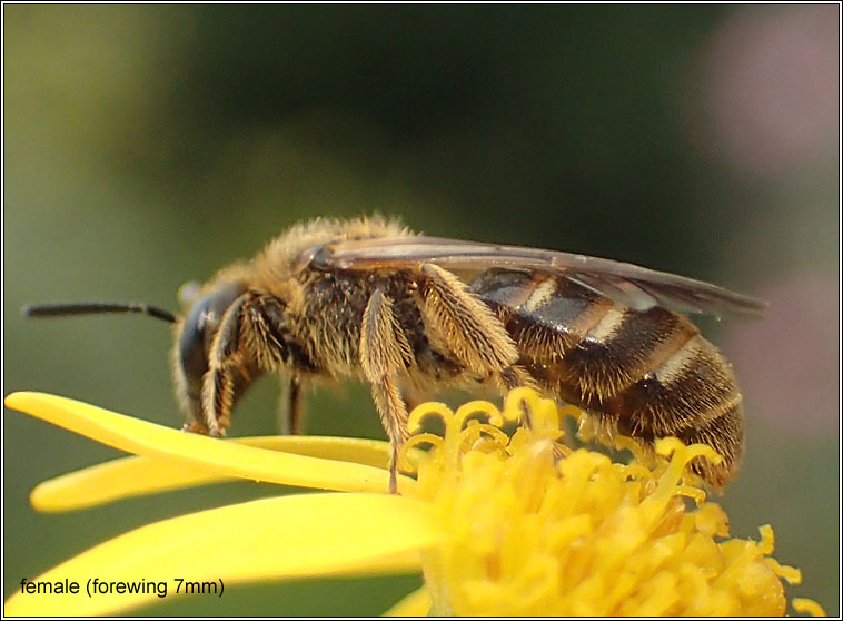 Lasioglossum calceatum, Common Furrow-bee