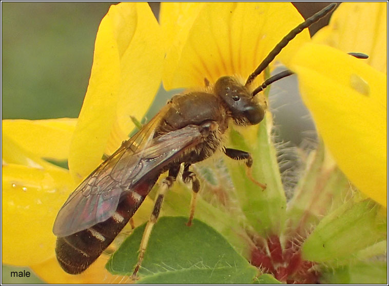 Lasioglossum calceatum, Common Furrow-bee