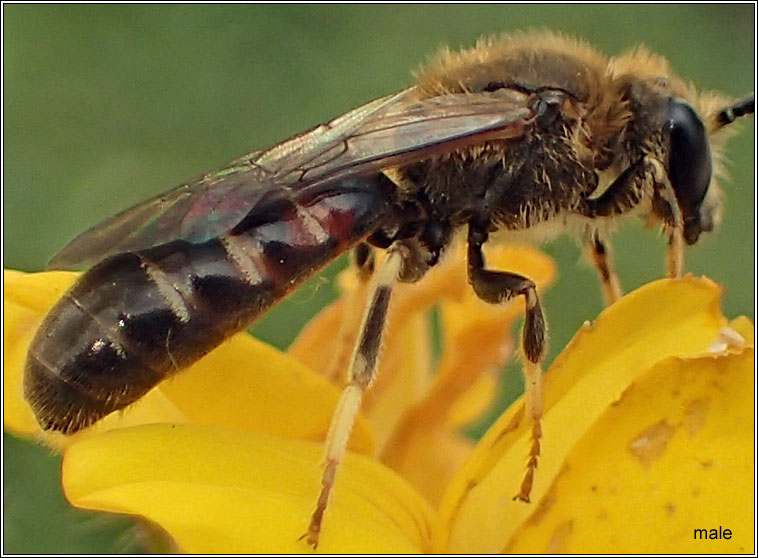 Lasioglossum calceatum, Common Furrow-bee