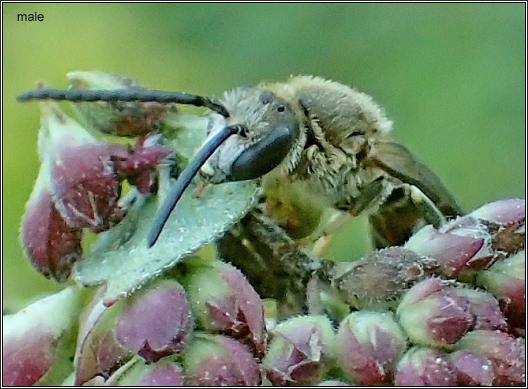 Lasioglossum calceatum, Common Furrow-bee