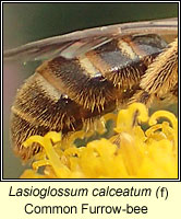 Lasioglossum calceatum, Common Furrow-bee