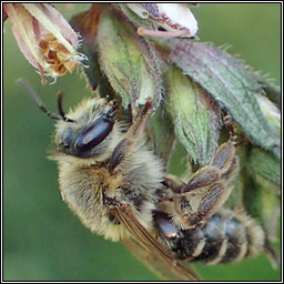 Melitta tricincta, Red Bartsia Bee