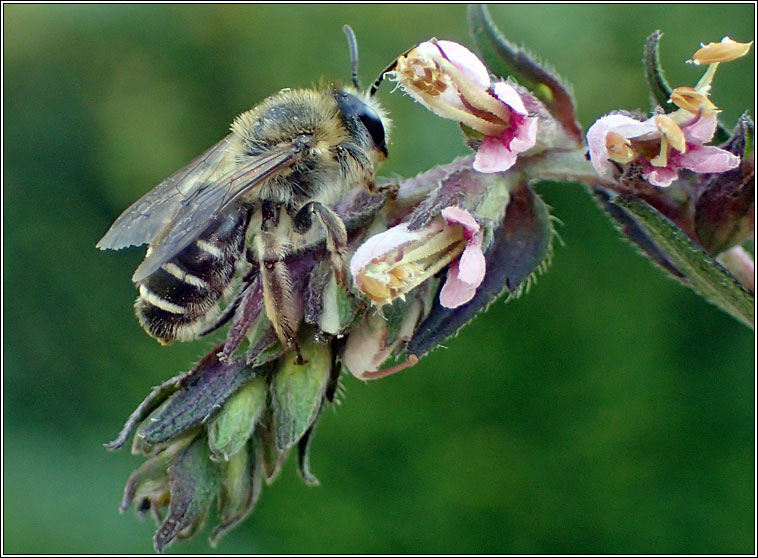 Melitta tricincta, Red Bartsia Bee