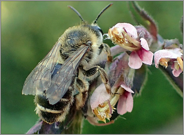 Melitta tricincta, Red Bartsia Bee