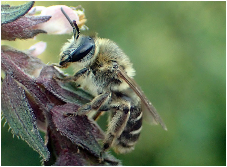 Melitta tricincta, Red Bartsia Bee