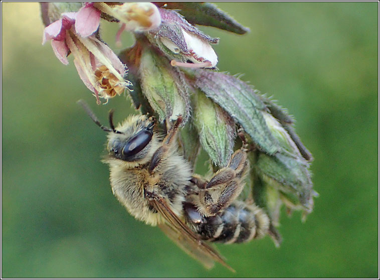 Melitta tricincta, Red Bartsia Bee