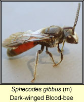 Sphecodes gibbus, Dark-winged Blood-bee