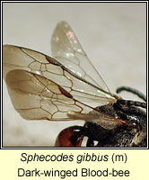 Sphecodes gibbus, Dark-winged Blood-bee