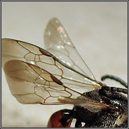 Sphecodes gibbus, Dark-winged Blood-bee