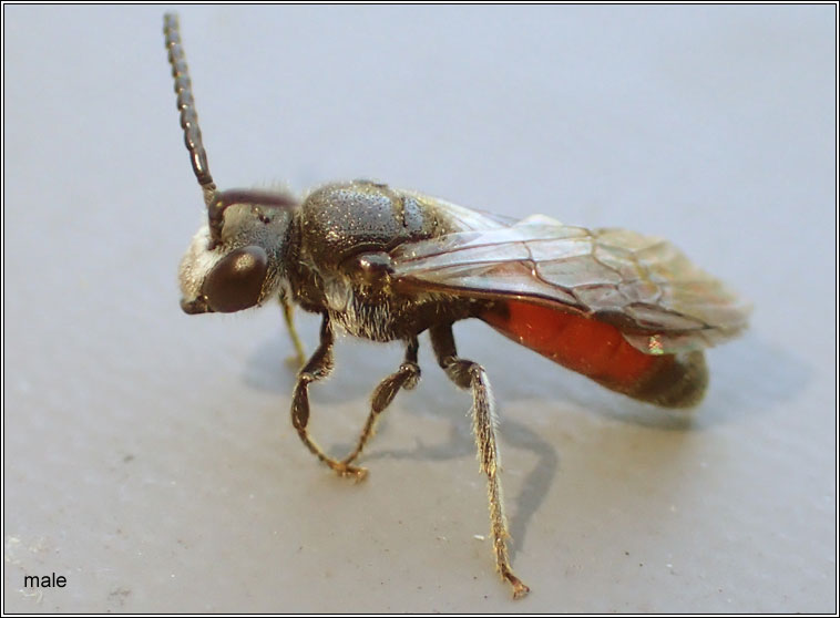 Sphecodes gibbus, Dark-winged Blood-bee