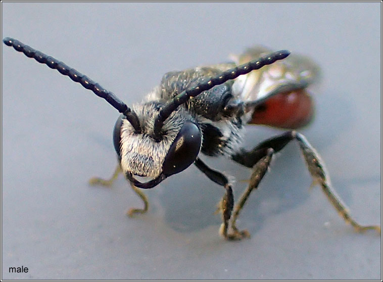 Sphecodes gibbus, Dark-winged Blood-bee