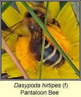 Dasypoda hirtipes, Pantaloon Bee