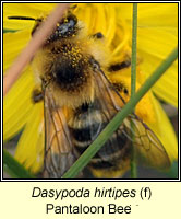 Dasypoda hirtipes, Pantaloon Bee