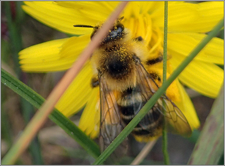 Dasypoda hirtipes, Pantaloon Bee