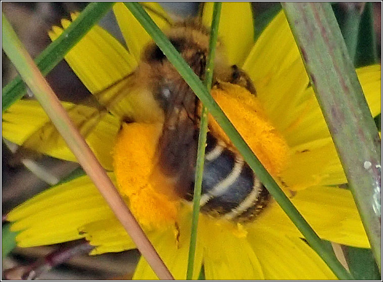 Dasypoda hirtipes, Pantaloon Bee