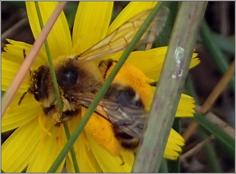 Dasypoda hirtipes, Pantaloon Bee