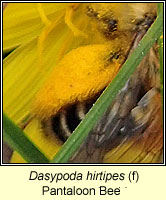 Dasypoda hirtipes, Pantaloon Bee