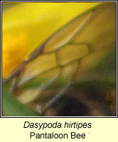 Dasypoda hirtipes, Pantaloon Bee