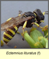 Ectemnius lituratus