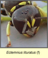 Ectemnius lituratus