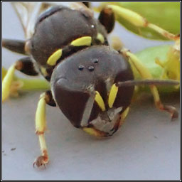 Ectemnius lituratus