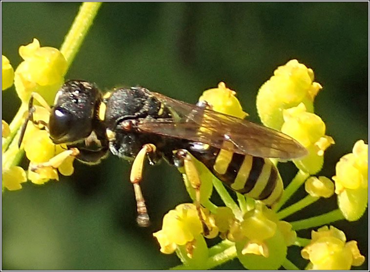 Ectemnius lituratus