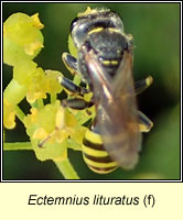Ectemnius lituratus