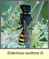 Ectemnius cavifrons