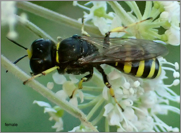 Ectemnius cavifrons