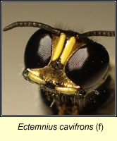 Ectemnius cavifrons