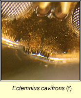 Ectemnius cavifrons