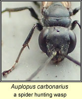 Auplopus carbonarius