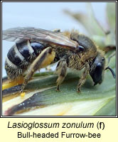 Lasioglossum zonulum, Bull-headed Furrow-bee