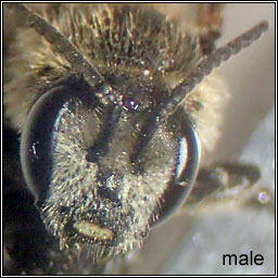 Lasioglossum zonulum, Bull-headed Furrow-bee