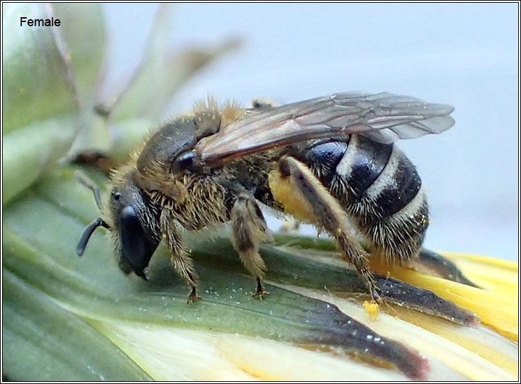 Lasioglossum zonulum, Bull-headed Furrow-bee