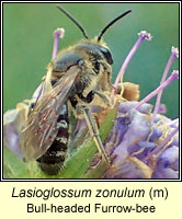 Lasioglossum zonulum, Bull-headed Furrow-bee