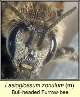 Lasioglossum zonulum, Bull-headed Furrow-bee