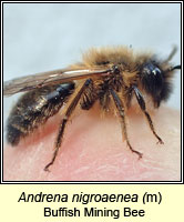 Andrena nigroaenea, Buffish Mining Bee