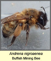 Andrena nigroaenea, Buffish Mining Bee