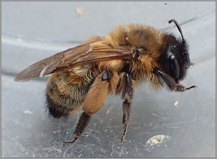 Andrena nigroaenea, Buffish Mining Bee