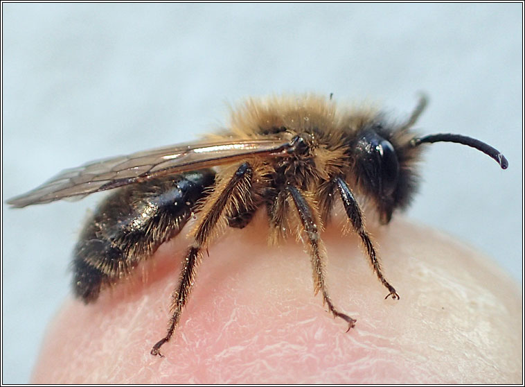 Andrena nigroaenea, Buffish Mining Bee