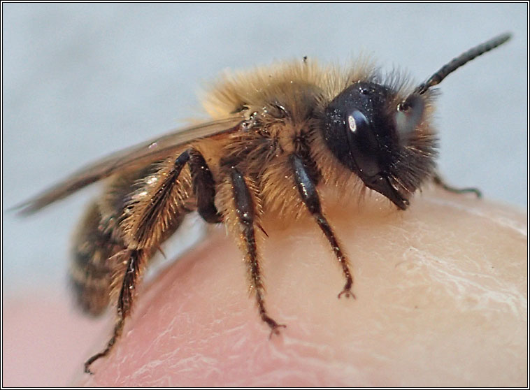 Andrena nigroaenea, Buffish Mining Bee