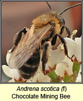 Andrena scotica, Chocolate Mining Bee