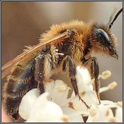 Andrena scotica, Chocolate Mining Bee